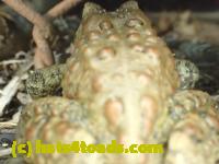 /home//u458753944/public_html/sourcegallery//////////////////////Roxborough Toad Detour/2013-2019/2017/P4110692.JPG